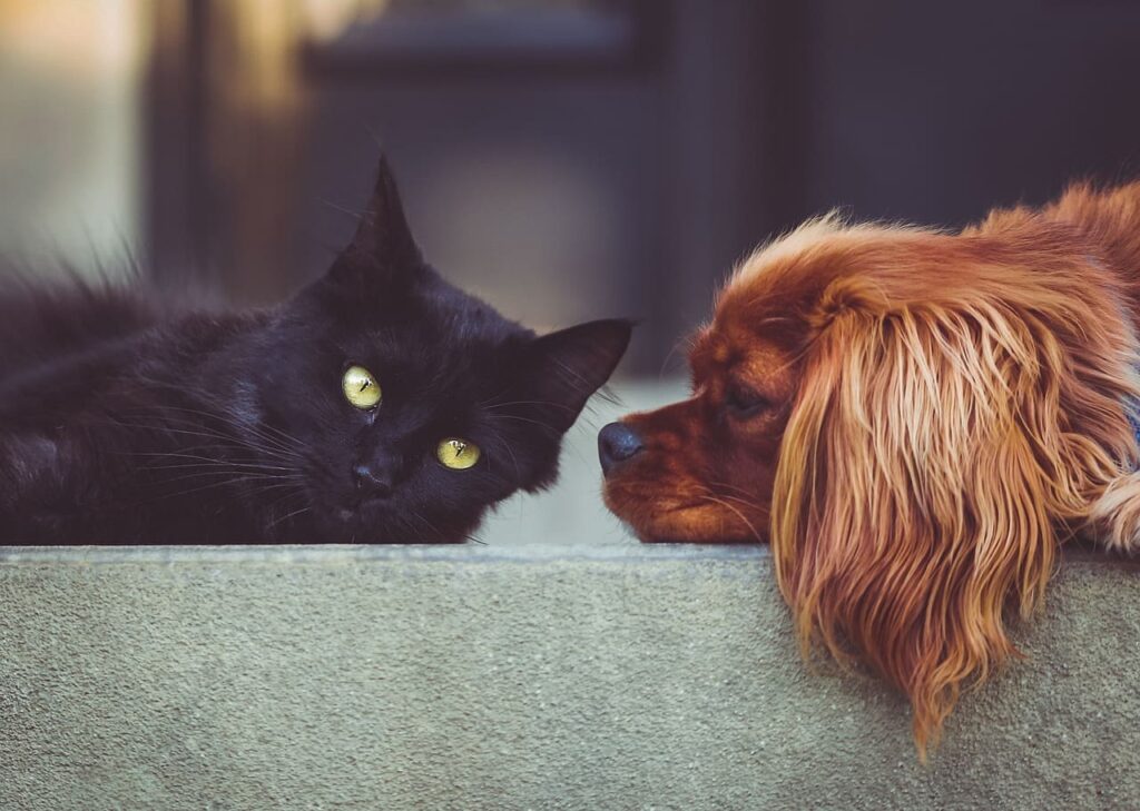Todo lo que necesitas para tu mascota en el Rincón de la Victoria